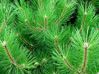 Image showing Conifer.