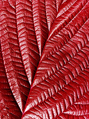 Image showing Red leaf.