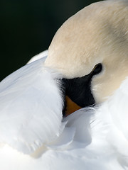 Image showing Swan.