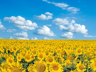 Image showing Sunflowers.