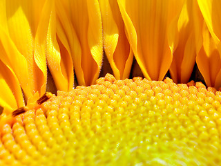 Image showing Sunflower.