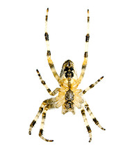 Image showing Spider.