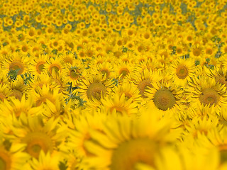 Image showing Sunflowers.