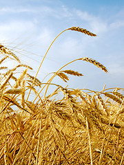 Image showing Wheat field.