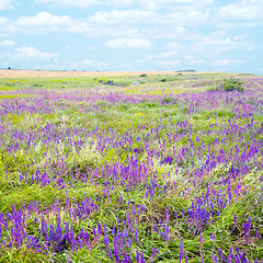 Image showing Steppe.