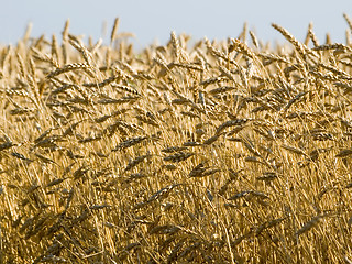 Image showing Wheat.