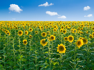 Image showing Sunflowers.