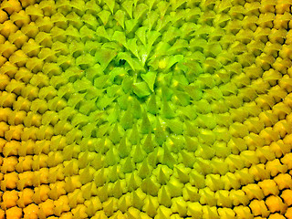 Image showing Sunflower texture.