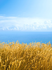 Image showing Dried grass.