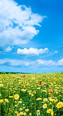 Image showing Yellow field.