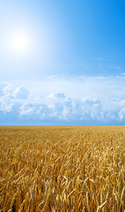 Image showing Wheat field.