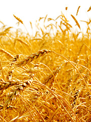 Image showing Wheat ears.