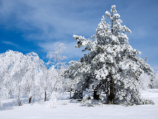 Image showing Winter.