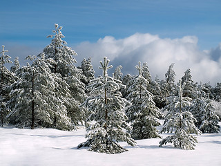 Image showing Wintry forest