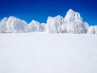 Image showing Snowy forest.