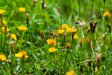 Image showing summer flowers