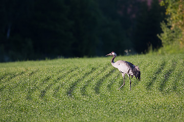 Image showing crane