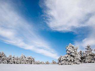 Image showing Wintry forest