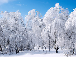 Image showing Snowy forest.