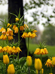 Image showing yellow tulip