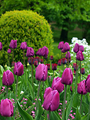 Image showing Tulip field