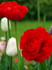 Image showing red tulip