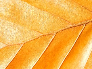 Image showing Yellow leaf.