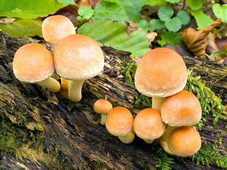 Image showing Mushroom.