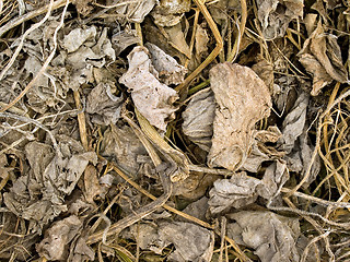 Image showing Dried plants.