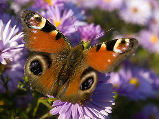 Image showing Butterfly.