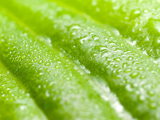Image showing Wet green leaf.