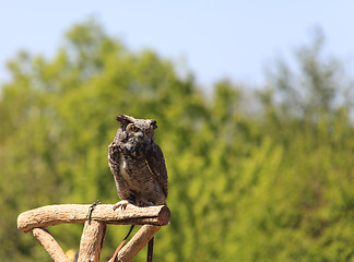 Image showing Owl
