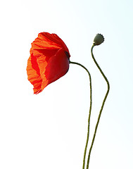 Image showing Red poppy