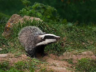 Image showing Badger Cub watching