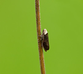 Image showing Common Froghopper macro