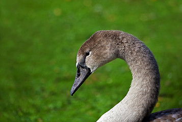 Image showing Young Mute Swan Cygnet head shot