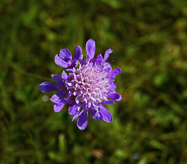 Image showing Devil's Bit Scabious wild flower