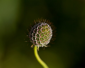 Image showing Devil's Bit Scabious Seed Head