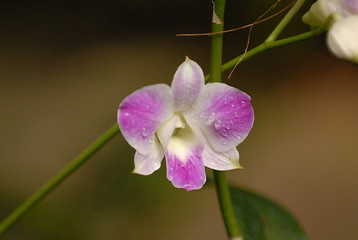 Image showing Orchid