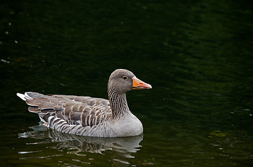 Image showing Greylag Goose