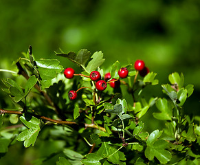 Image showing Hawthorn Berries and leaves