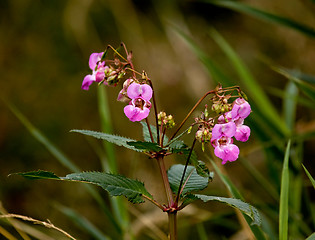 Image showing Himalayan Balsam