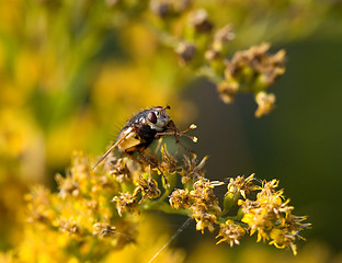 Image showing Hoverfly washing legs