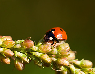 Image showing Ladybird seven spot