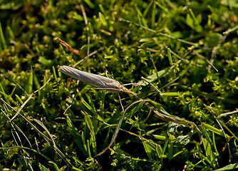 Image showing Moth on grass