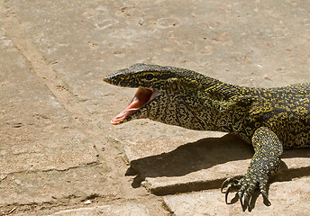 Image showing Nile Monitor