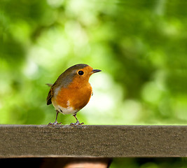 Image showing European Robin on table