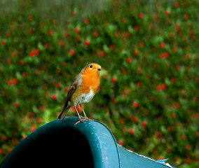 Image showing European Robin on trug