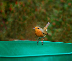 Image showing European Robin tail up