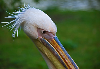 Image showing Pelican head shot